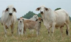 Pasture Cows